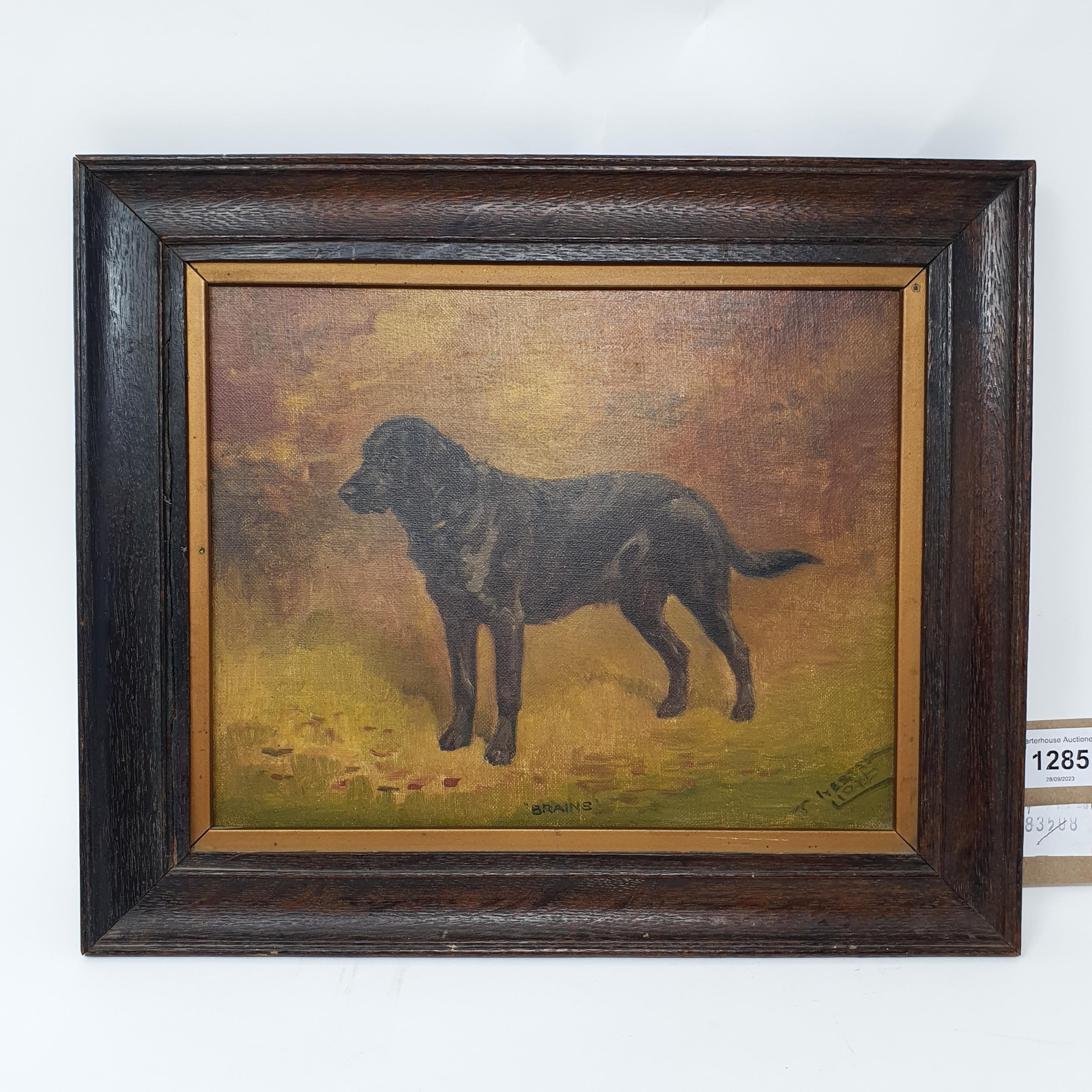 T Webster Lloyd Pet Portrait Brains Black Labrador Oil On Canvas