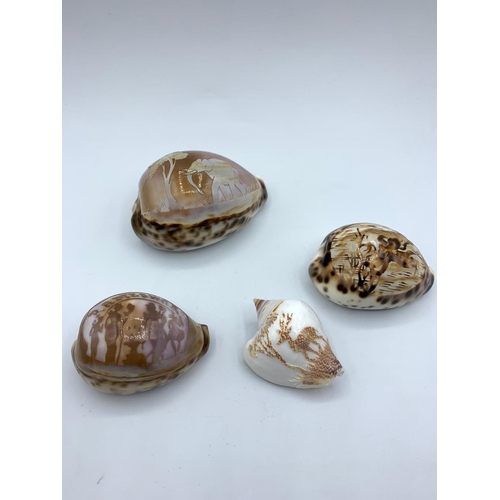 231 - Four Cameo Cowrie shells (4)