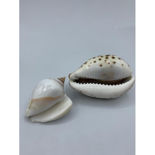 231 - Four Cameo Cowrie shells (4)