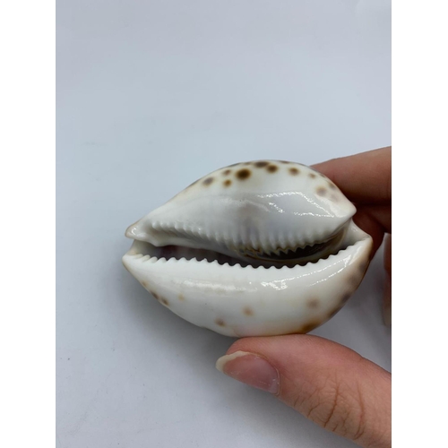 231 - Four Cameo Cowrie shells (4)