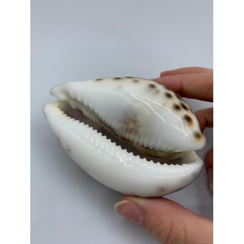 231 - Four Cameo Cowrie shells (4)