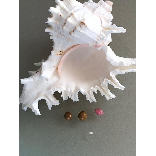 265 - Selection of 4 Natural Conch Pearls to include:
1 Baroque Shape with intense Pink colour and good fl... 