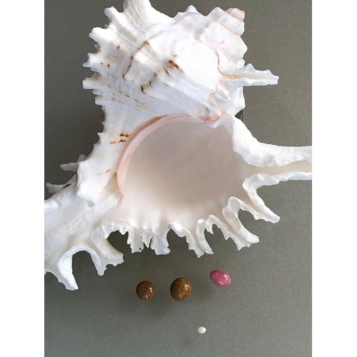 265 - Selection of 4 Natural Conch Pearls to include:
1 Baroque Shape with intense Pink colour and good fl... 