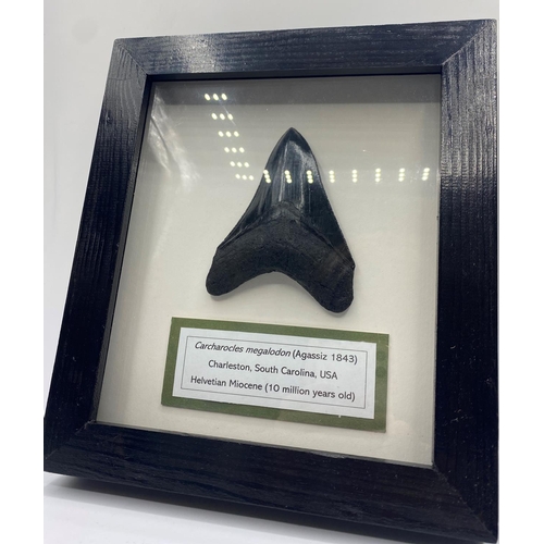 65 - A Fossil Shark's Tooth Carcharocles Megalodon from USA, 10 million years old, in excellent condition... 