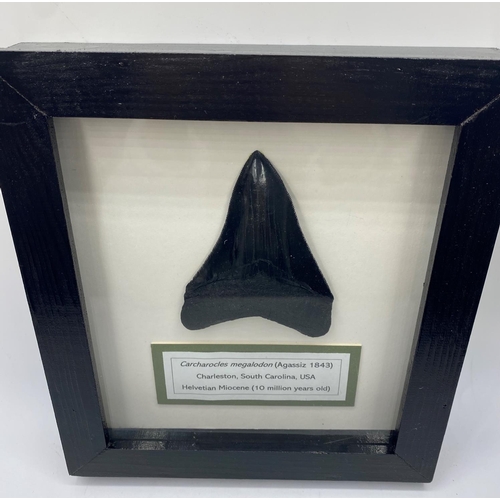 65 - A Fossil Shark's Tooth Carcharocles Megalodon from USA, 10 million years old, in excellent condition... 