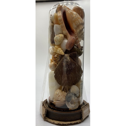 20 - A Victorian glass dome containing corals and sea shells collected from Tasman Sea, South Pacific by ... 