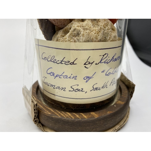 20 - A Victorian glass dome containing corals and sea shells collected from Tasman Sea, South Pacific by ... 