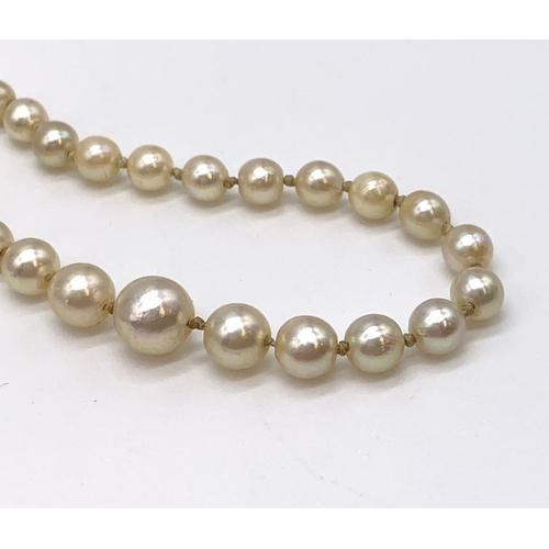 42 - A truly vintage Arabian Sea pearls (individually knotted) with a 9 carat
clasp and a pair of earring... 