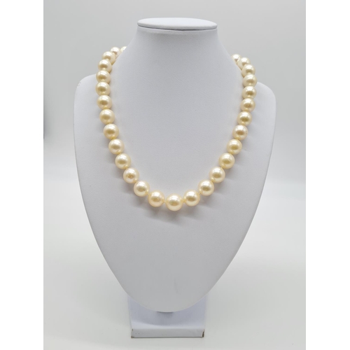 124 - Golden south sea pearl necklace set in 14ct gold clasp, individually knotted pearls size 7-10mm and ... 