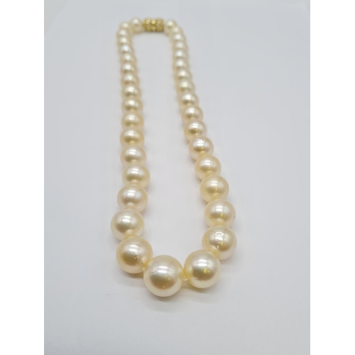 124 - Golden south sea pearl necklace set in 14ct gold clasp, individually knotted pearls size 7-10mm and ... 