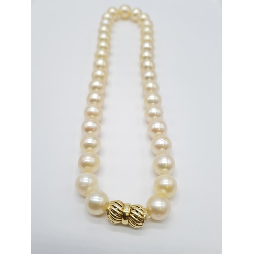 124 - Golden south sea pearl necklace set in 14ct gold clasp, individually knotted pearls size 7-10mm and ... 