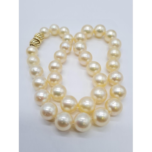 124 - Golden south sea pearl necklace set in 14ct gold clasp, individually knotted pearls size 7-10mm and ... 