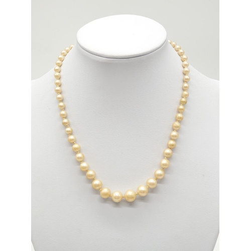 550 - String of graduated cultured pearls with silver clasp, weight 18.4g and 36cm long approx