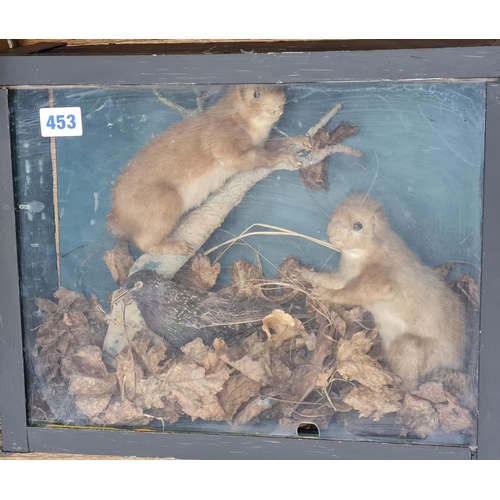 453 - 2 stuffed (taxidermy) red Squirrels and a Bird in glass display case 47 x 36cms