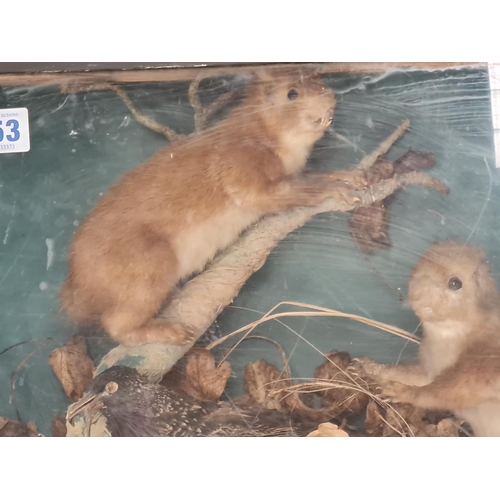 453 - 2 stuffed (taxidermy) red Squirrels and a Bird in glass display case 47 x 36cms