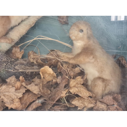 453 - 2 stuffed (taxidermy) red Squirrels and a Bird in glass display case 47 x 36cms