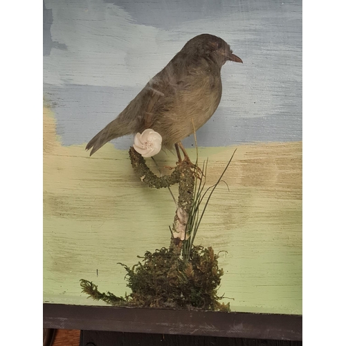 454 - A stuffed Bird on a Branch in Glass display case 22 x 20cms