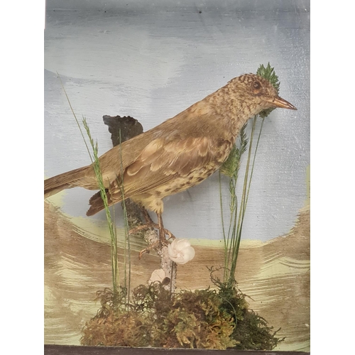 455 - A stuffed Bird on a Branch in Glass display case 22 x 20cms