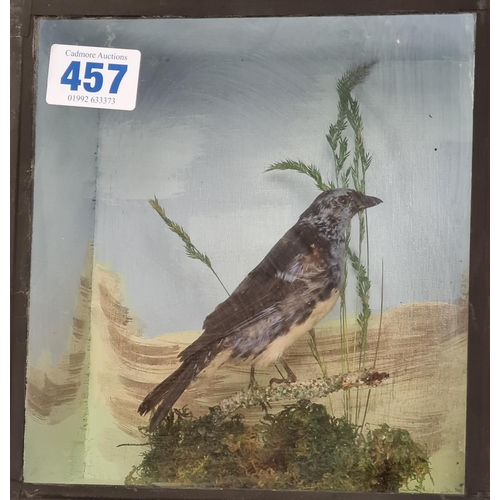 457 - A stuffed Bird on a Branch in Glass display case 22 x 20cms