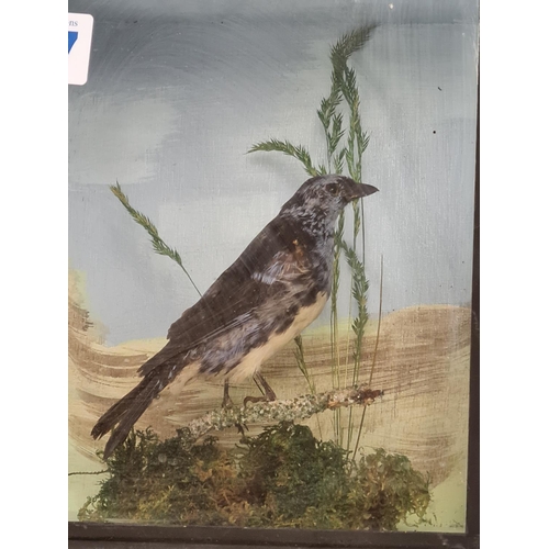 457 - A stuffed Bird on a Branch in Glass display case 22 x 20cms