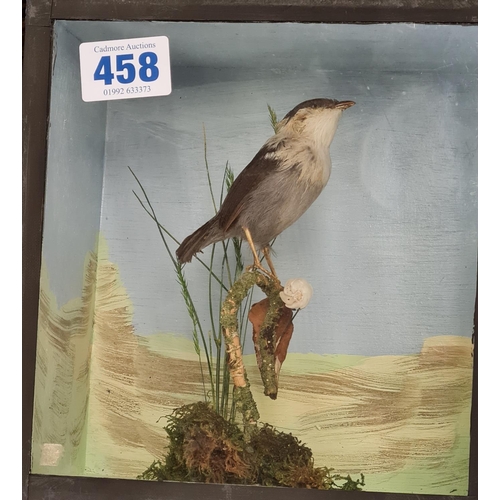 458 - A stuffed Bird on a Branch in Glass display case 22 x 20cms