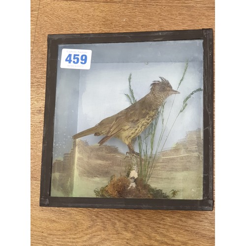 459 - A stuffed Bird on a Branch in Glass display case 22 x 20cms