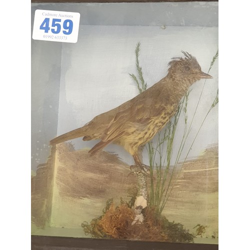 459 - A stuffed Bird on a Branch in Glass display case 22 x 20cms