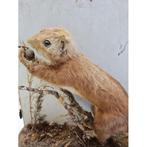 56 - Preserved display of Red Squirrel eating on a branch. Wooden base and back. Total height 28cm. Width... 