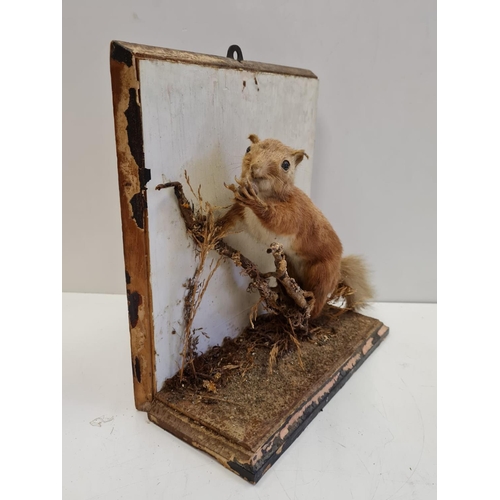 56 - Preserved display of Red Squirrel eating on a branch. Wooden base and back. Total height 28cm. Width... 