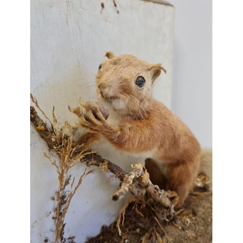 56 - Preserved display of Red Squirrel eating on a branch. Wooden base and back. Total height 28cm. Width... 