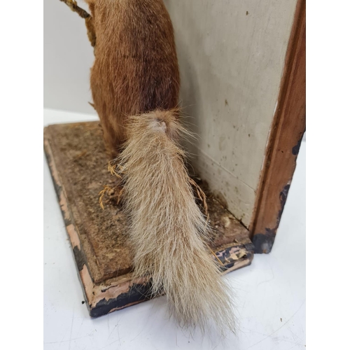 56 - Preserved display of Red Squirrel eating on a branch. Wooden base and back. Total height 28cm. Width... 