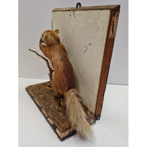 56 - Preserved display of Red Squirrel eating on a branch. Wooden base and back. Total height 28cm. Width... 