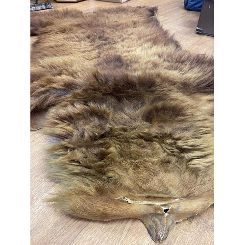 223 - Vintage Genuine Grizzly Bear Skin Hunters Pelt, can also double as a rug. Unmounted,  2mtr x 1.45mtr... 