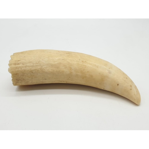 198 - (Withdrawn) Vintage walrus tusk, 177g weight and 14cm long approx