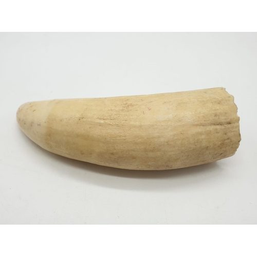 198 - (Withdrawn) Vintage walrus tusk, 177g weight and 14cm long approx