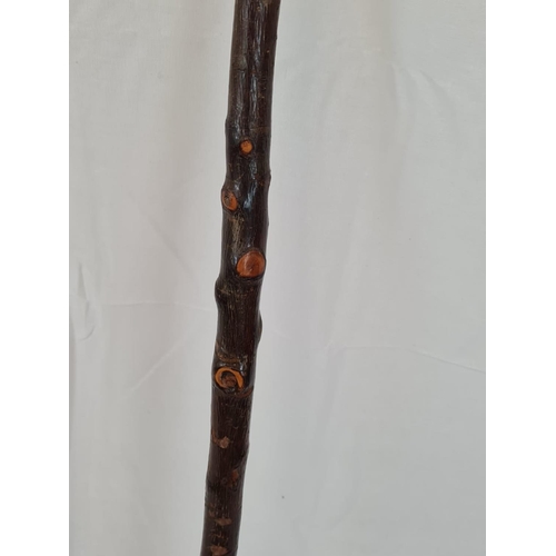 630 - A vintage walking cane with carved wooden Labrador head. 100cm long.