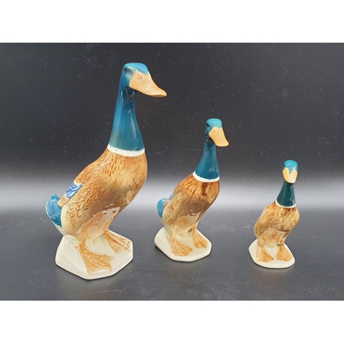 447 - Collection of Mallard duck family. Tallest stands at 20cm. Made by Beswick England. Good colouring f... 