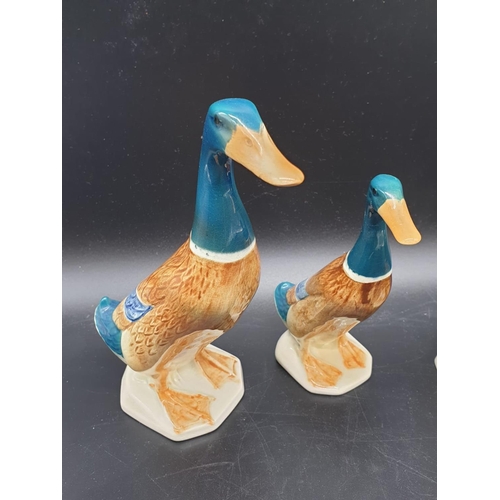 447 - Collection of Mallard duck family. Tallest stands at 20cm. Made by Beswick England. Good colouring f... 