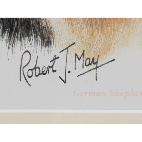 472 - A Robert J. May German Shepard Print. In wooden frame. 25 x 30cm.