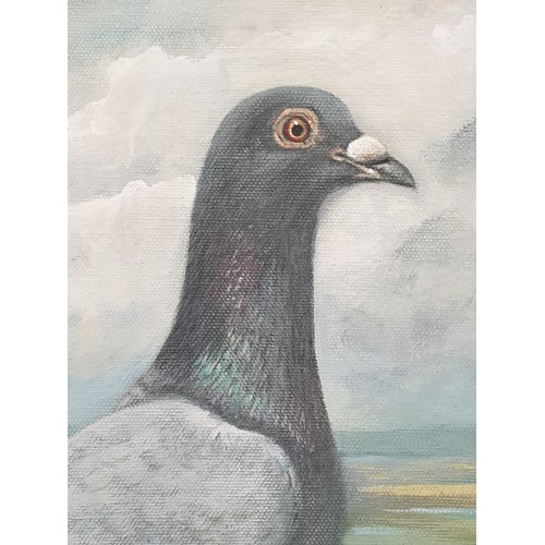 837 - Oil on Canvas - Portrait of a Pigeon by Sean Aherne.
Beautiful detail. Gilded frame.
66 x 58cm