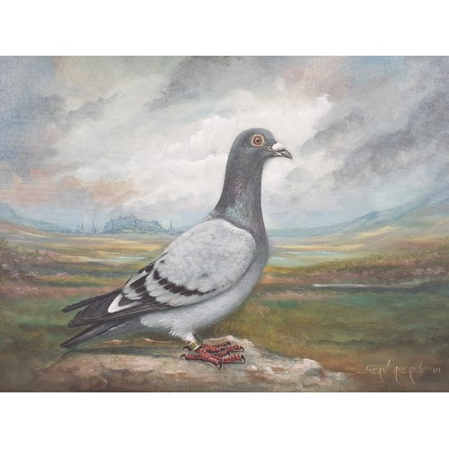 837 - Oil on Canvas - Portrait of a Pigeon by Sean Aherne.
Beautiful detail. Gilded frame.
66 x 58cm