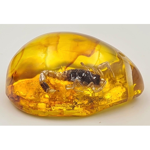 980 - A Scorpion Amber Pendant. 5.5cm