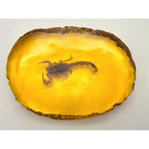 382 - A Large Scorpion Trapped in an Amber-Coloured Slice of Resin. Would make a perfect paperweight. 10cm... 