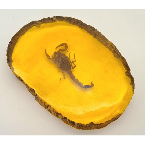 382 - A Large Scorpion Trapped in an Amber-Coloured Slice of Resin. Would make a perfect paperweight. 10cm... 