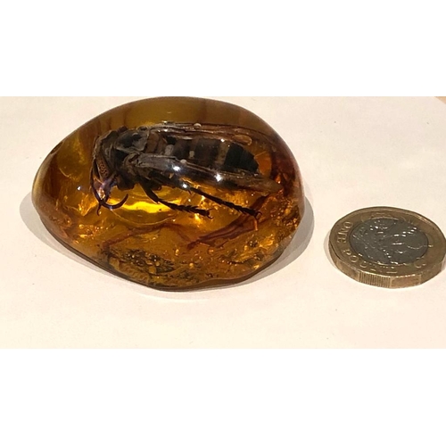 293 - A Large Hornet Trapped in an an Amber-Coloured Resin Pendant - or an interesting ornament. 6cm.