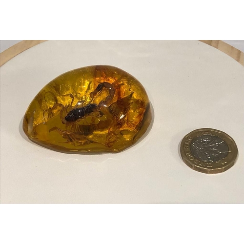 293 - A Large Hornet Trapped in an an Amber-Coloured Resin Pendant - or an interesting ornament. 6cm.