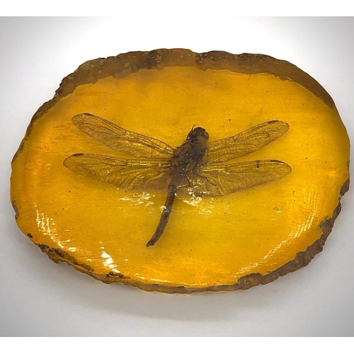 312 - A Large Dragonfly Trapped in a Slice of Amber Coloured Resin. Would make a great paperweight. 10 x 8... 