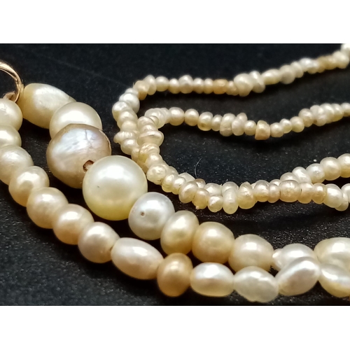 568 - An Antique Georgian Natural Graduated Pearl Necklace - With a 15K Yellow Gold Sapphire and Diamond S... 