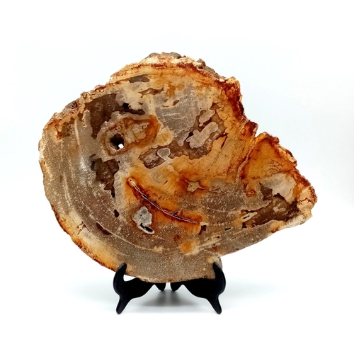 688 - An impressive, large slice of a fossil wood from Eastern Java, Indonesia. Late Eocene (appr. 34 mill... 