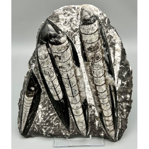 174 - A stunning example of large fossil Orthoceras on their natural matrix. Age: Upper Devonian (370 mill... 